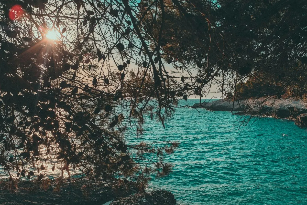 Late afternoon sun over the cove near Kamenjak viewpoint, seen through pine branches