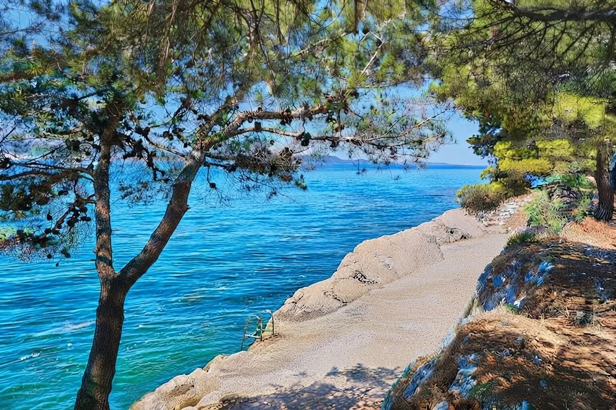 Clear turquoise water at Punta Bajlo, framed by pine branches with a sandy path leading down to the rocks